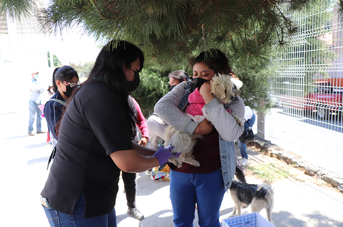 Huixquilucan da consultas y esterilizaciones gratuitas a mascotas 2
