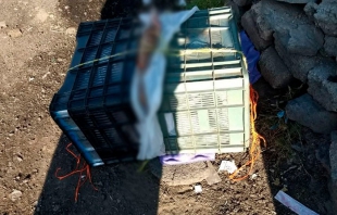 Dejan en cajas de pollo restos humanos en Ecatepec