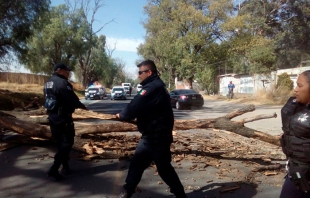 Fuertes vientos derriban árboles en Texcoco