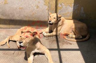 Felinos rescatados del santuario Black Jaguar-White Tiger