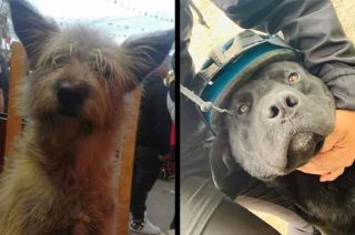 A través de redes sociales reportaron que al menos 15 canes murieron y los restos de los animalitos fueron abandonados.