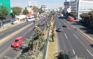 #Denuncia: Poda ilegal de árboles en Toluca