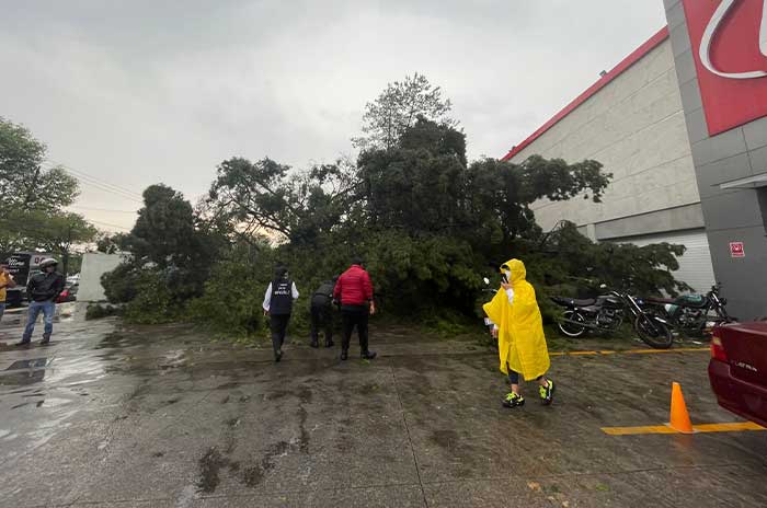 caida arbol metepec