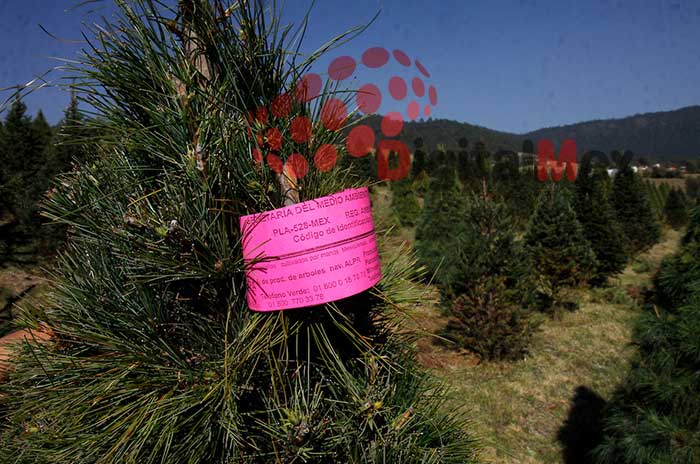 arbol navidad edomex