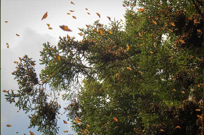 mariposa monarca edomex