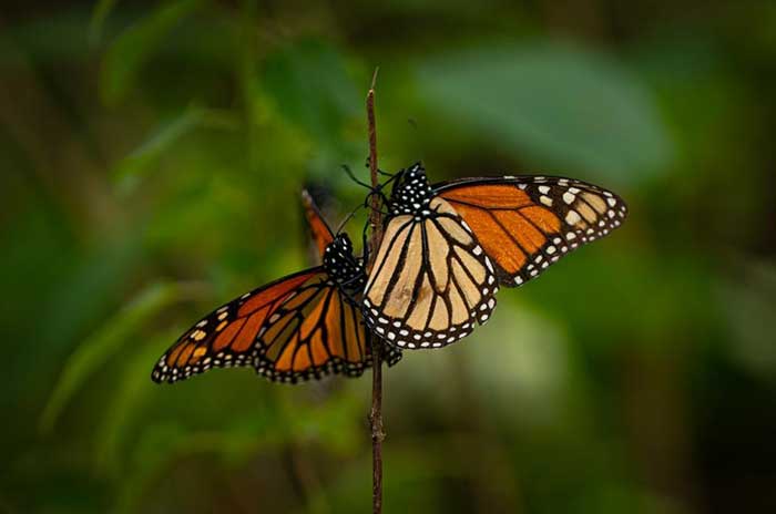 mariposa monarca edomex2
