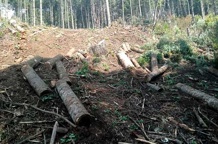 tala clandestina zempoala bosque agua