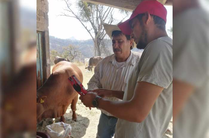 aretado bovino temascaltepec