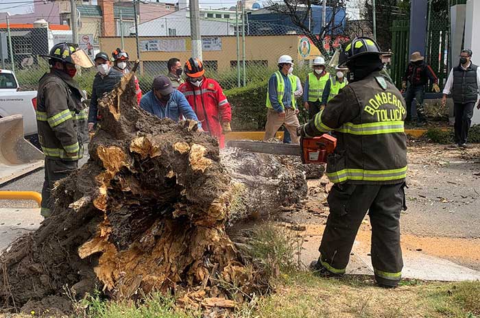 caida arbol uaem