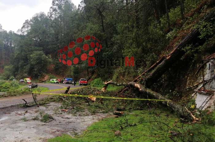 pareja muerta arbol caido