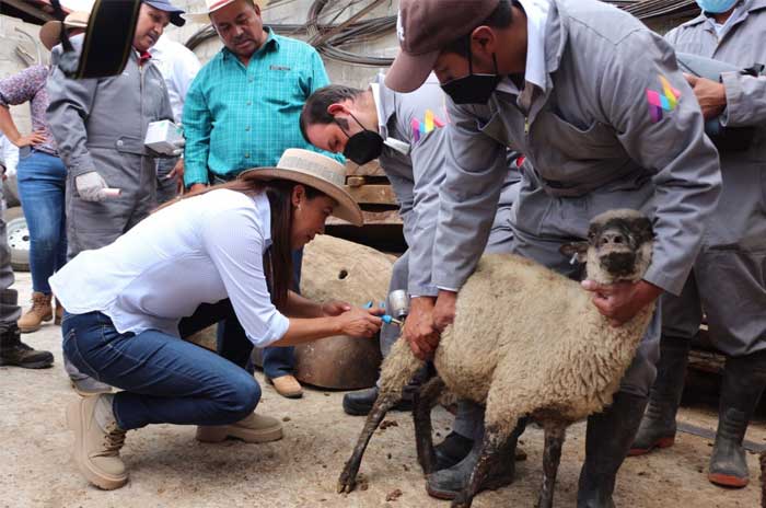 inicia vacunacion bovinos secampo