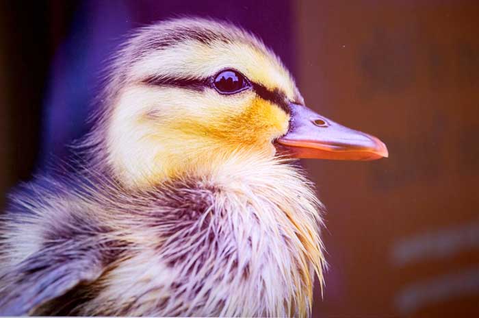 pato