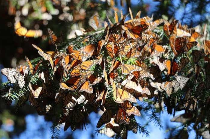 hibernacion mariposas