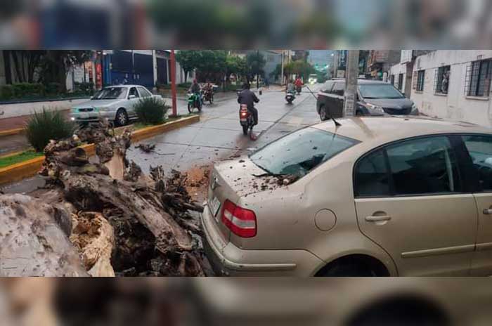 cae arbol sobre auto tejupilco