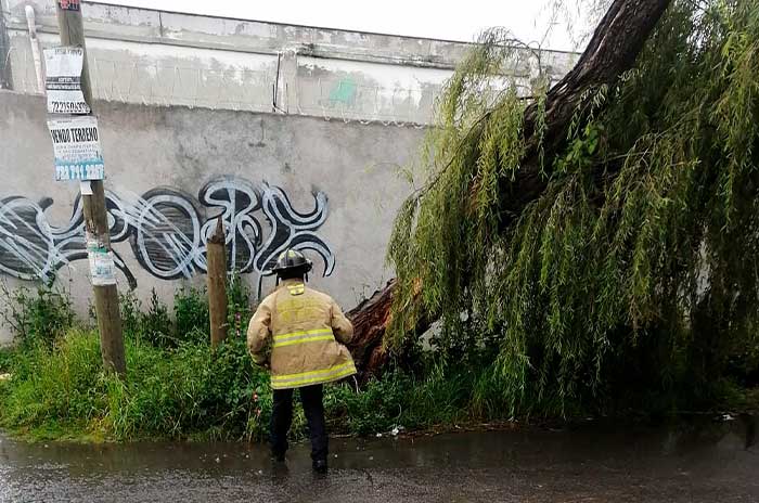 arbol caido metepec sismo