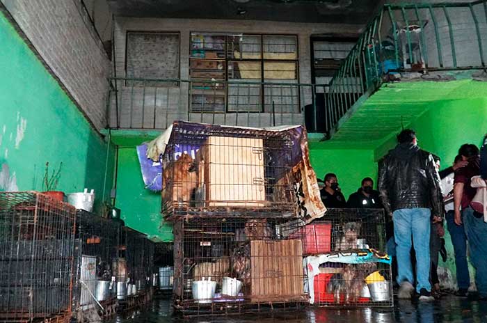 criadero clandestino perros ecatepec