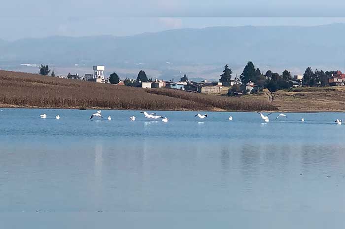 pelicanos