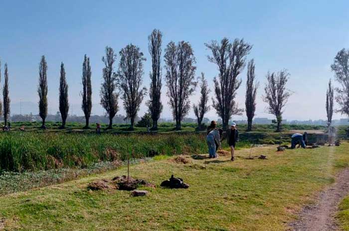 reforestacion humedal san mateo atenco 