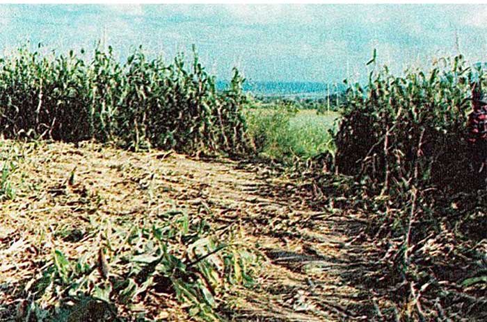 milpa metepec ovni