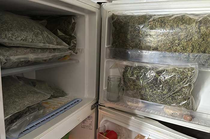 domicilio nicolas romero marihuana