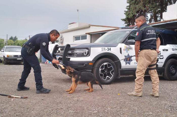 perro policia metepec