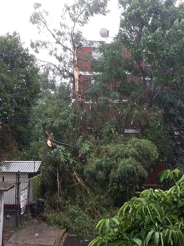 caida arboles lluvias edomex