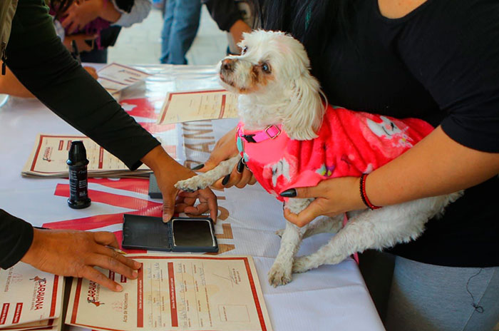 ecatepec campaña esterilizacion1