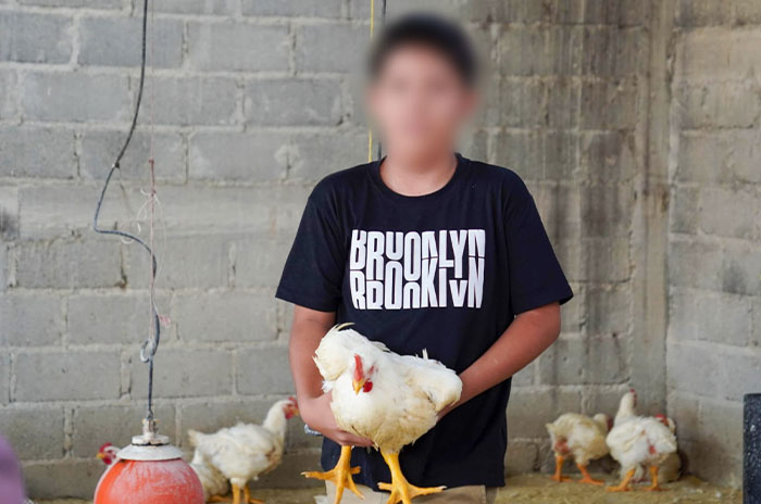 gallina entregada sur edomex
