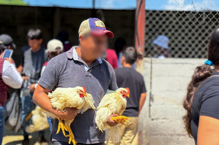 operacion liberacion gallinas