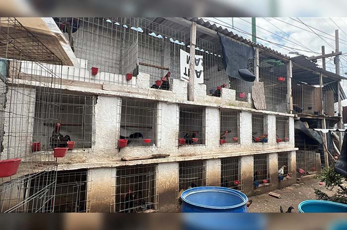 criadero clandestino atizapan 2
