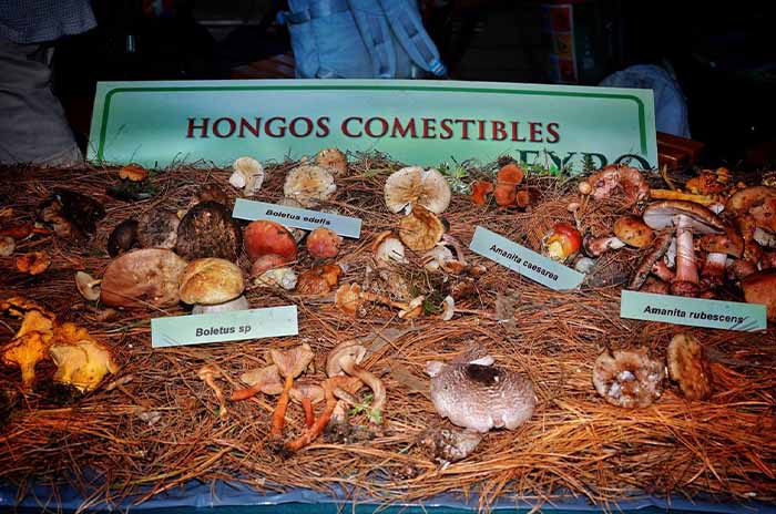 hongos comestibles