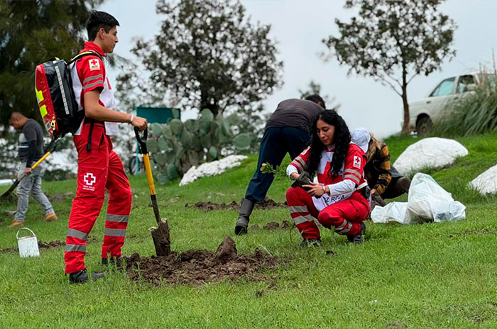 cruz roja reforestación