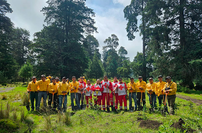 cruz roja reforestación3