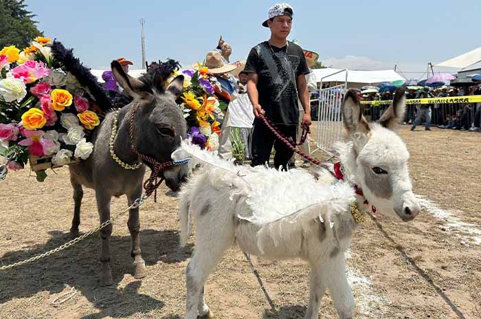 burro 3