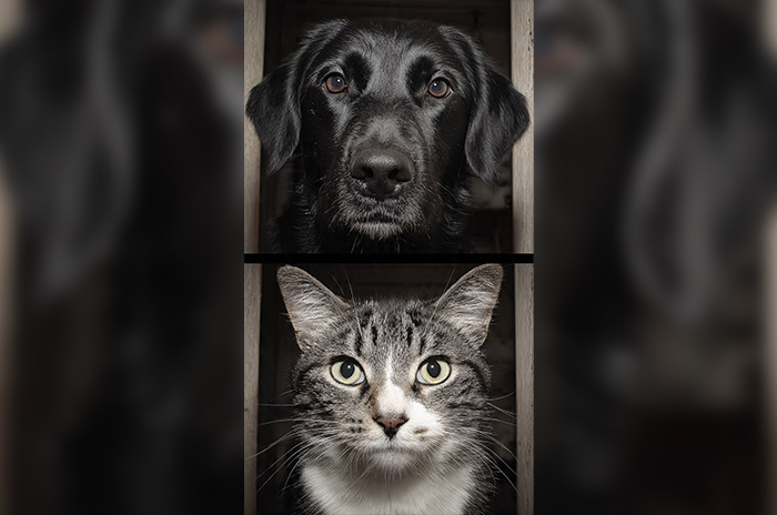 animals