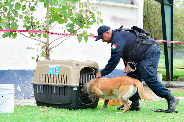 capacitacion perros ssem