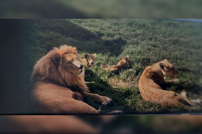 leones ixtapan de la sal