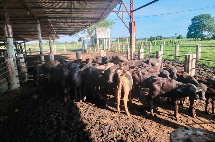 chiapas detenidos migrantes bufalos
