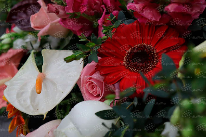 festival flores edomex