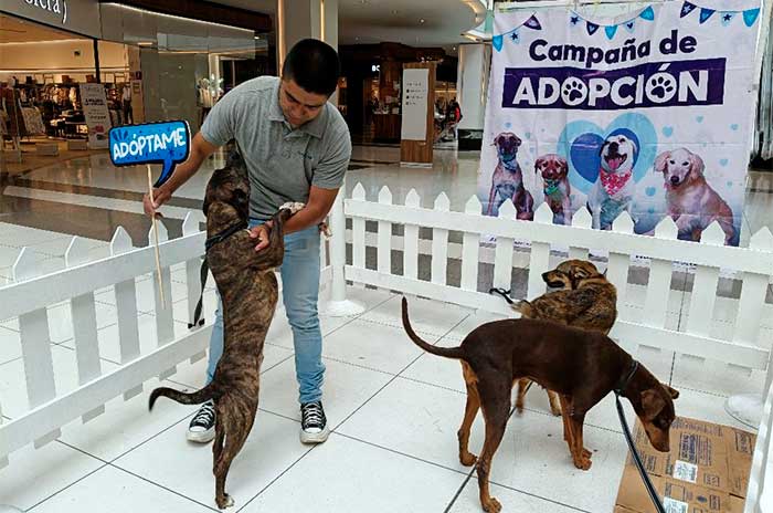 https://www.digitalmex.mx/images/2026/AGOSTO/03/campa%C3%B1a-adopcion-5.jpg