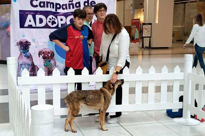 https://www.digitalmex.mx/images/2026/AGOSTO/03/campa%C3%B1a-adopcion.jpg