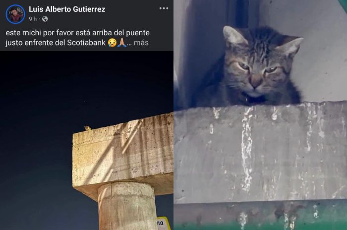 gatos 2