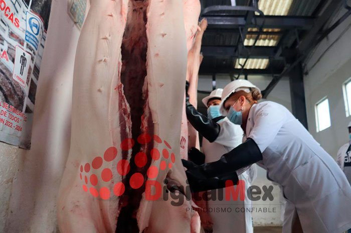 gusano barrenador edomex