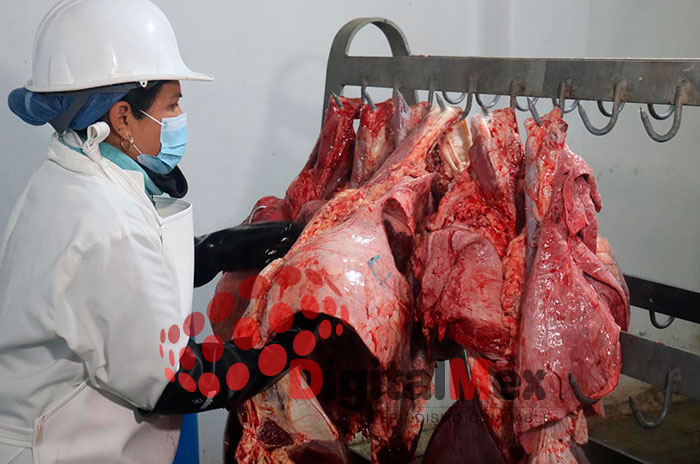 gusano barrenador edomex1