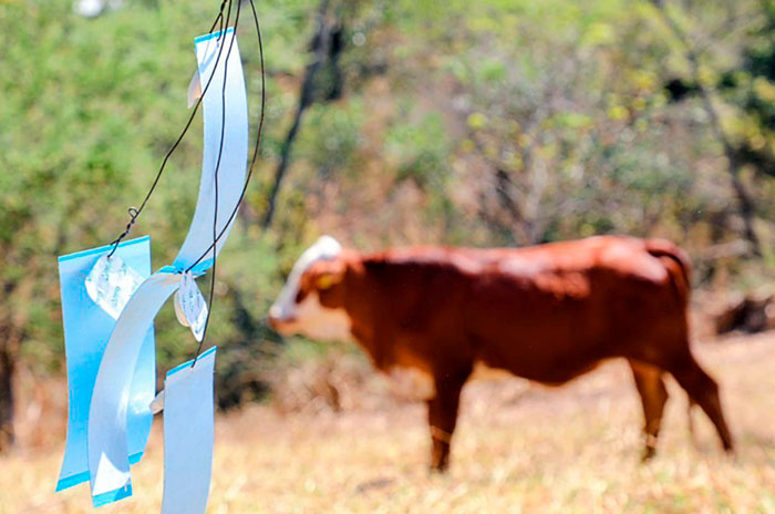 gusano barreandor edomex