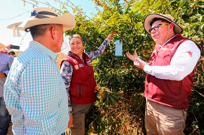 primer caso gusano barrenador
