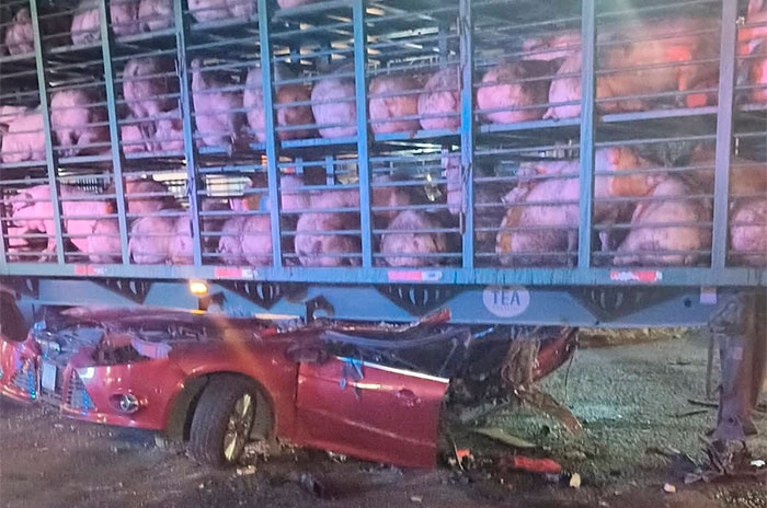 puercos mexico texcoco14