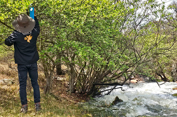 01 gusano barrenador edomex1