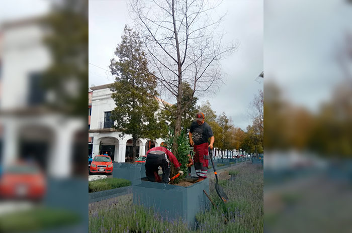 arbol