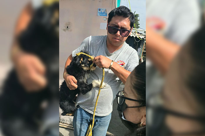 perro